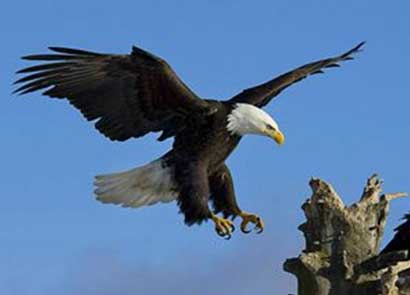 山鹑让老鹰俯首称臣_佛陀揭开越界大战真相