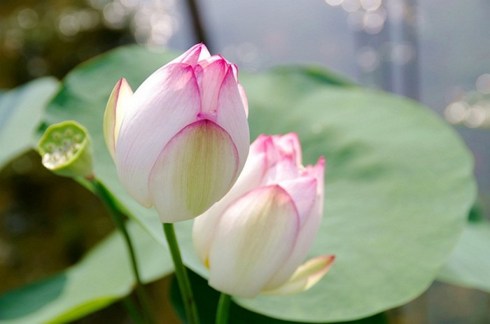 念佛当心存敬畏，立早晚课，读经看论