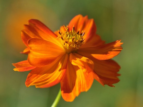 印光大师论往生品位