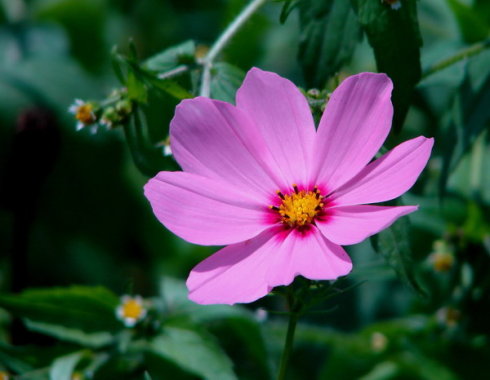 贪好女色 亡身减寿