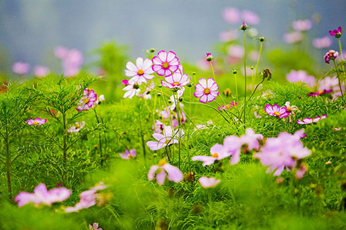 人类心中的那根刺