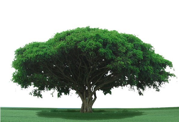 报恩的多少预知命运