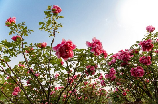 过去无悔，现在无怨，将来无忧