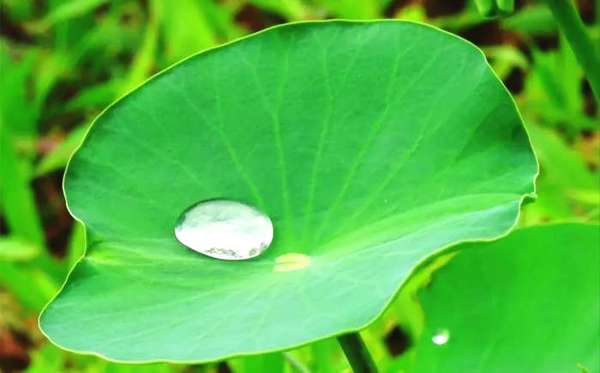 人寿百岁,不起善愿,不如一日,发行四弘