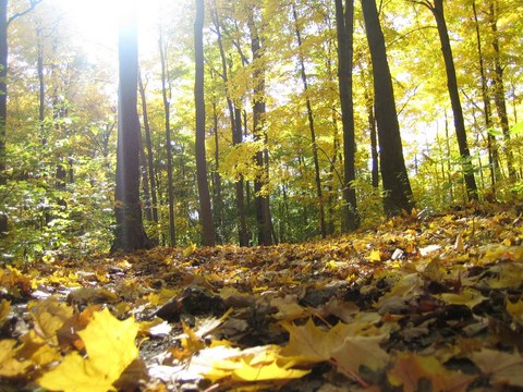 ​《菜根谭》警句