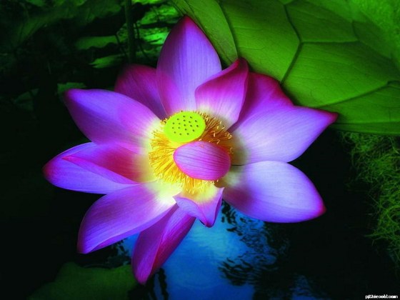 有了爱欲，就不能见道