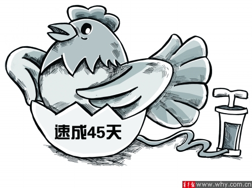 肉鸡，来自地狱的「美食」