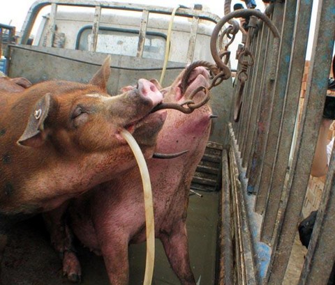 为何佛陀允许弟子吃三净肉