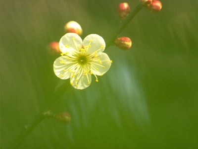 女人八条绳子就把男人捆住了