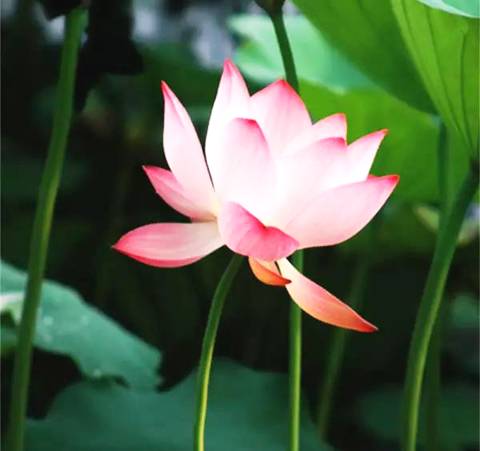 妄想之心周遍天地，却不知专心念佛