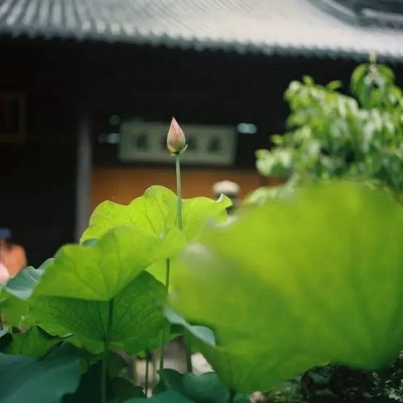 释迦牟尼佛也是念佛成佛的吗