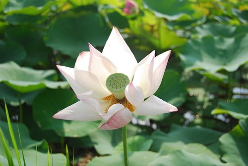 念佛人自然得五福临门