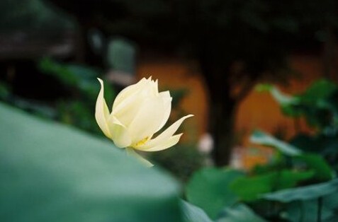 信愿与持名之间的关系