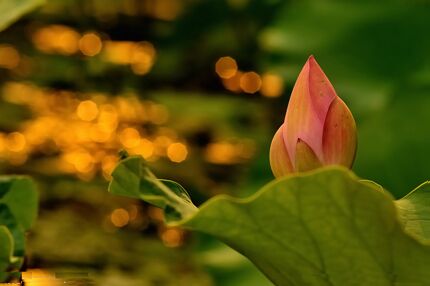 执持名号有三个次第