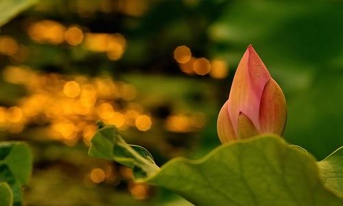 修行最根本的，是让心调柔