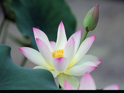 修行人一念贪恋投胎为小狗