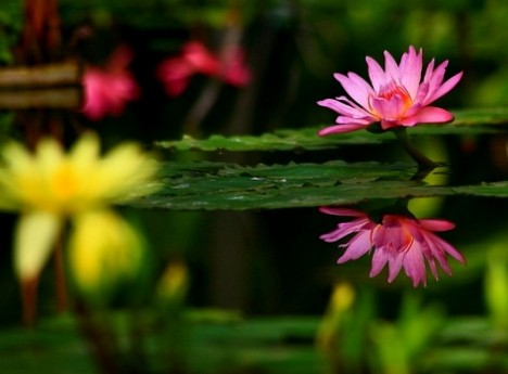 菩提心修法的七因果和自他相换