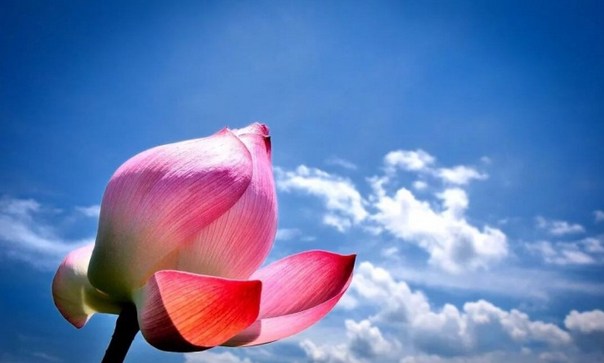 显光老和尚：略述天台宗六即佛义