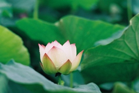 应该用什么样的心态来修六度