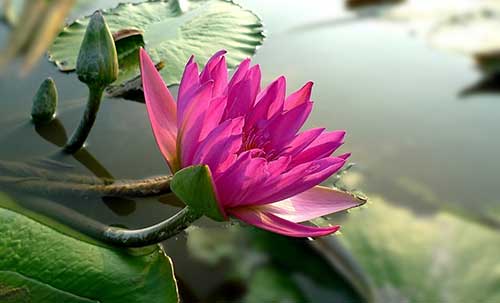 不论你修行哪个法门，这四个心都至关重要