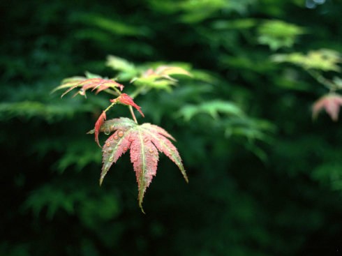 父母们用「爱」毁掉孩子的生存能力