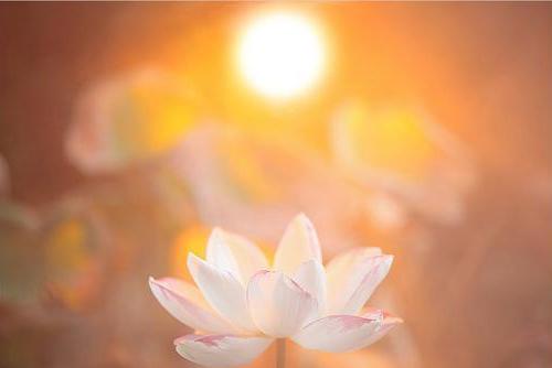 净界法师法语--智慧的抉择