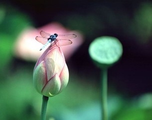 法布施决定得聪明智慧