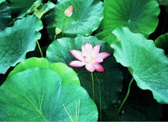 烦恼与道用，全在一念之间