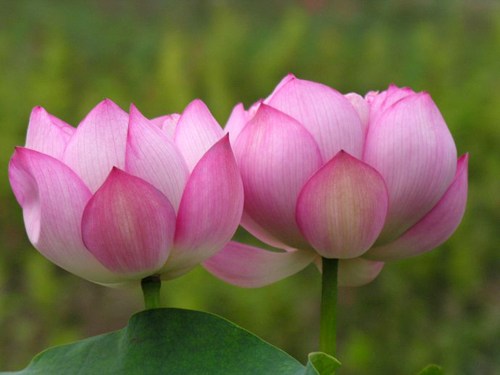 要真为生死，而发菩提心念佛