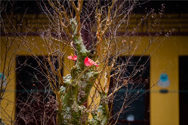 是心从本以来，不生不起性常清净