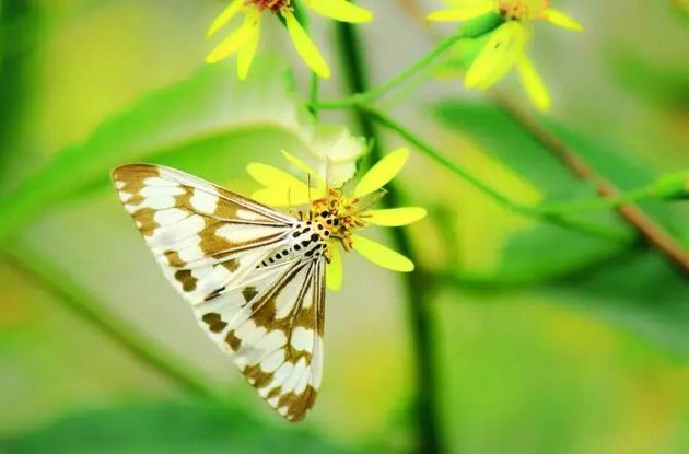 学佛的四大因缘，你属于哪一种呢